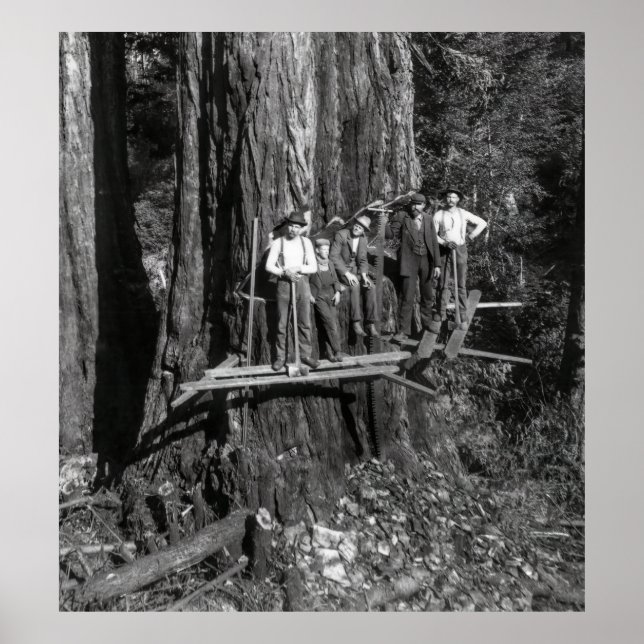LUMBERJACKS HIGH on a REDWOOD c. 1889 Poster (Front)
