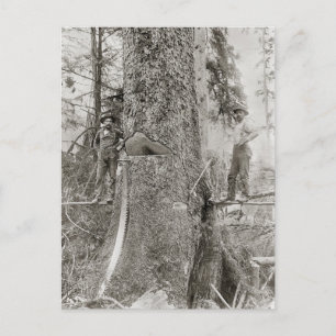 Lumberjacks with Giant Fir, 1905 Postcard