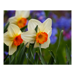 Luminous Blooms Poster