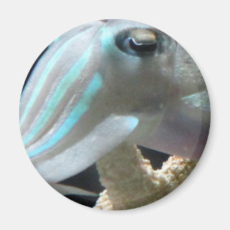 Luminous Cuttlefish Magnet
