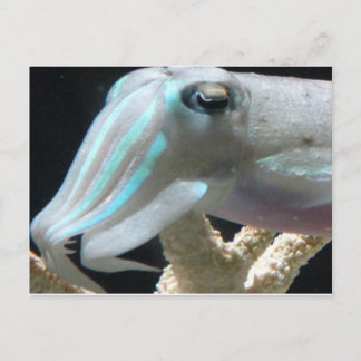 Luminous Cuttlefish Postcard