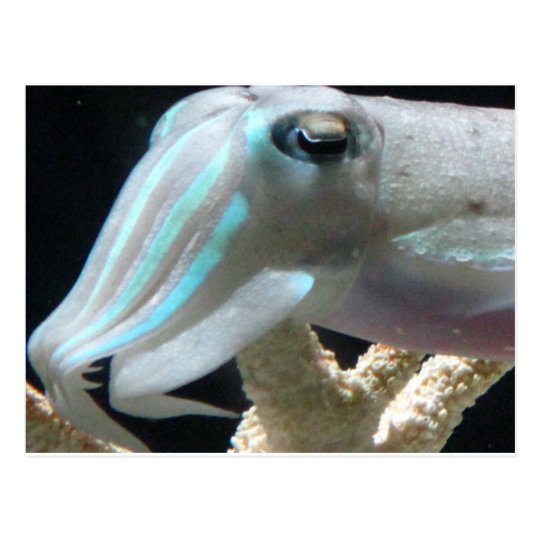 Luminous Cuttlefish Postcard