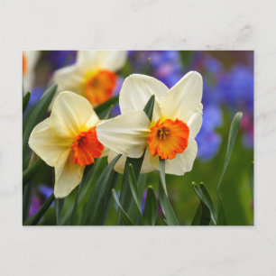 Luminous Daffodils Postcard