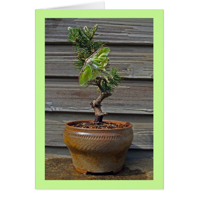 Luna Bonsai (Front)