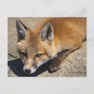 Luna Fox Postcard