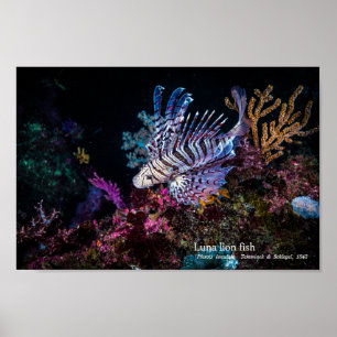 Luna lion fish, Pterois lunulata, Poster