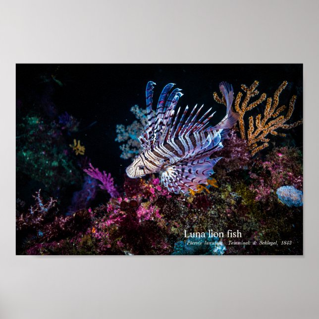 Luna lion fish, Pterois lunulata, Poster (Front)