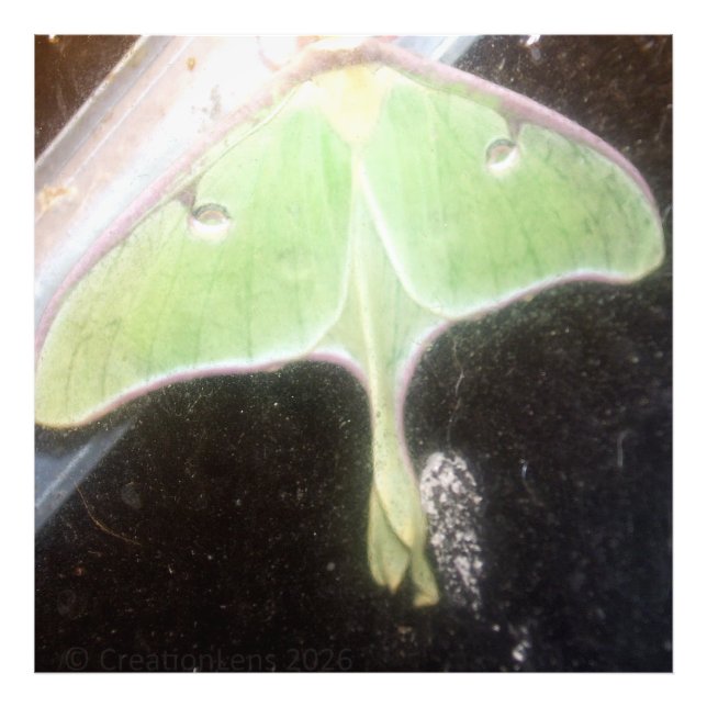 Luna Moth Close-Up Photo Print (Front)
