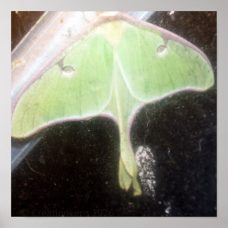 Luna Moth Close-Up Poster
