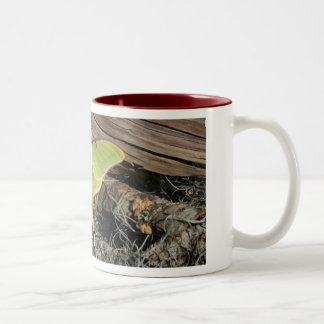Luna Moth Coffee Mug