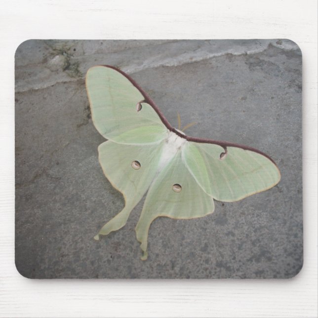 Luna moth grey background-mousepad mouse mat (Front)