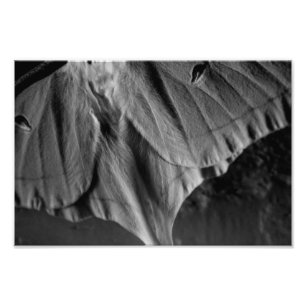 Luna Moth in Black and White Photo Print