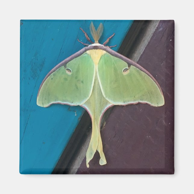 Luna Moth Magnet (Front)