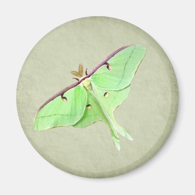 Luna Moth Magnet (Front)