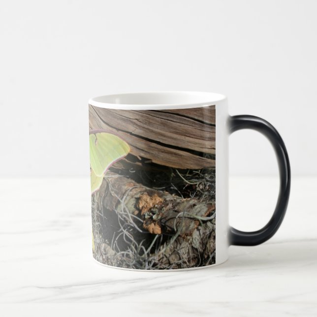 Luna Moth on a Morphing Mug (Right)