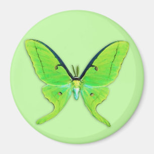 Luna moth on a pale green background magnet
