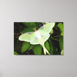 Luna Moth on Carnaby Clematis Canvas Print