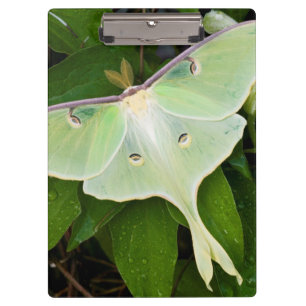 Luna Moth on Carnaby Clematis Clipboard