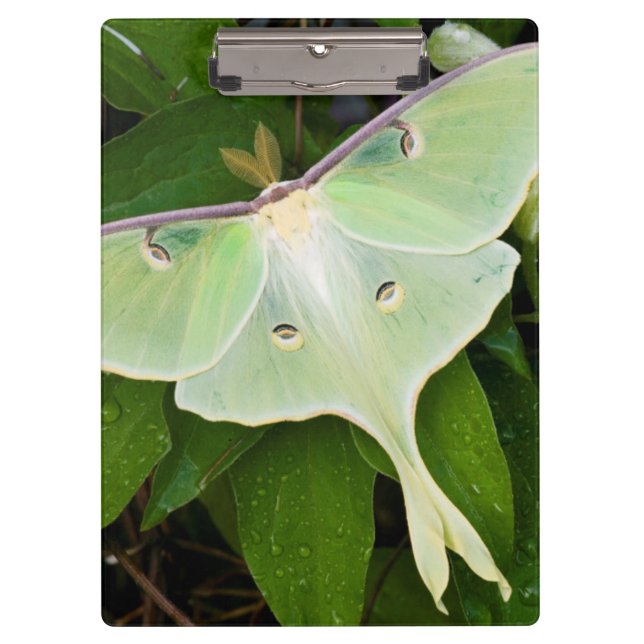 Luna Moth on Carnaby Clematis Clipboard (Front)