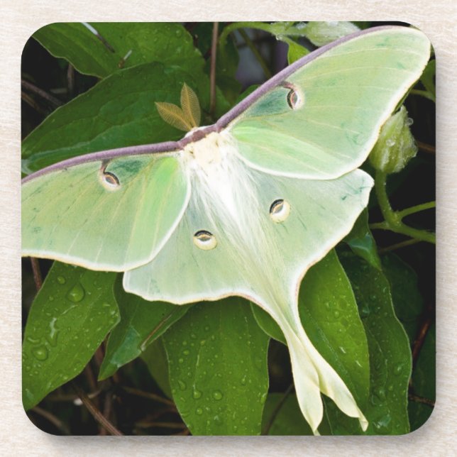 Luna Moth on Carnaby Clematis Coaster (Front)