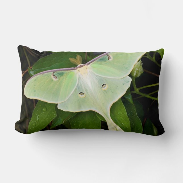 Luna Moth on Carnaby Clematis Lumbar Cushion (Front)