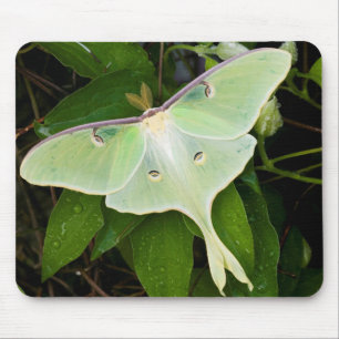 Luna Moth on Carnaby Clematis Mouse Mat