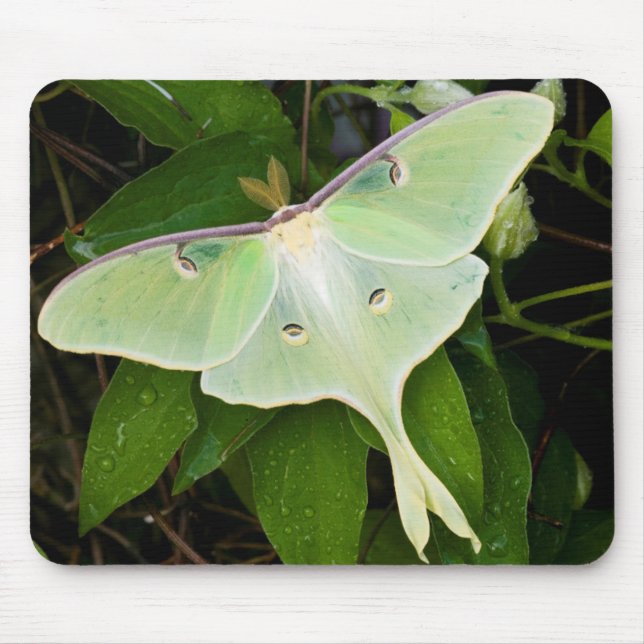 Luna Moth on Carnaby Clematis Mouse Mat (Front)