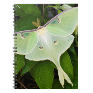 Luna Moth on Carnaby Clematis Notebook