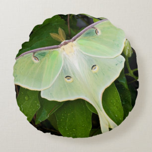 Luna Moth on Carnaby Clematis Round Cushion