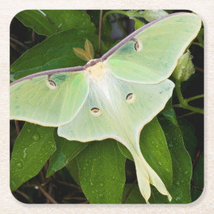 Luna Moth on Carnaby Clematis Square Paper Coaster