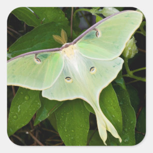 Luna Moth on Carnaby Clematis Square Sticker