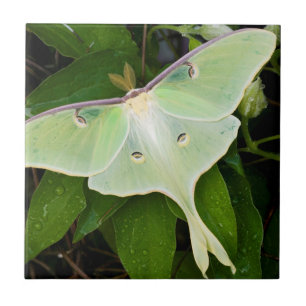 Luna Moth on Carnaby Clematis Tile