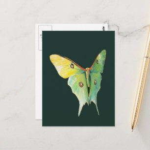 Luna Moth Painting on Dark Background Postcard