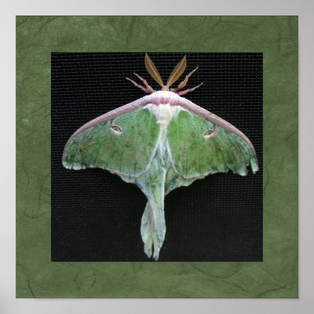 Luna Moth Photo Print (Front)