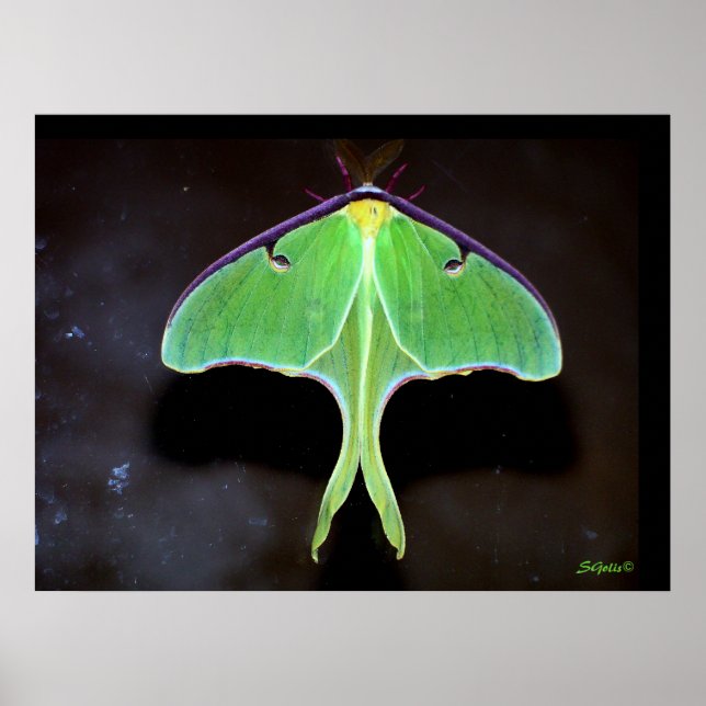 Luna Moth Photograph Poster (Front)