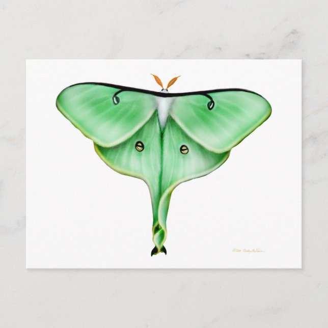 Luna Moth Postcard (Front)