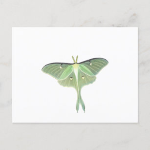 Luna Moth Postcard
