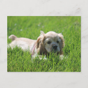 Luna Postcard