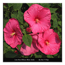 Luna Rose Hibiscus Wall Art Print