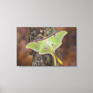 Luna Silk Moth Canvas Print