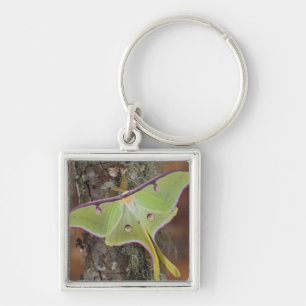 Luna Silk Moth Key Ring