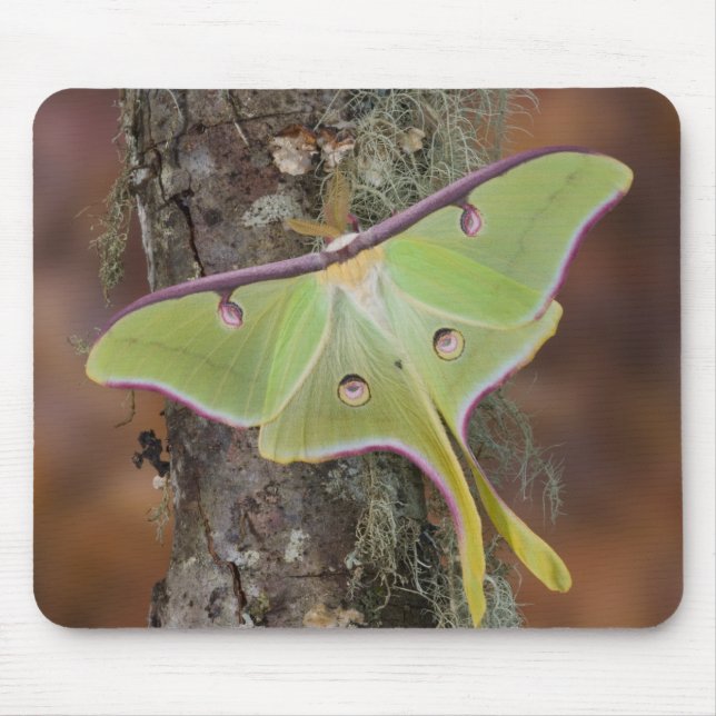 Luna Silk Moth Mouse Mat (Front)