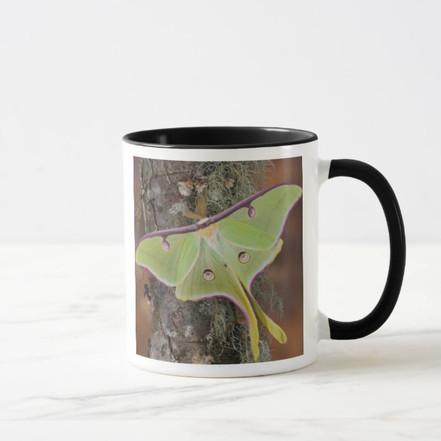 Luna Silk Moth Mug (Right)