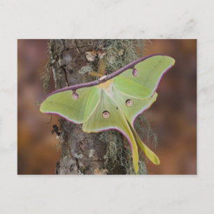Luna Silk Moth Postcard