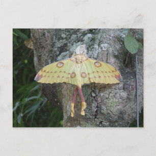 Lunar Moth Postcard