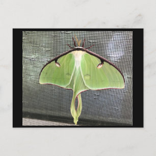 Lunar Moth Postcard
