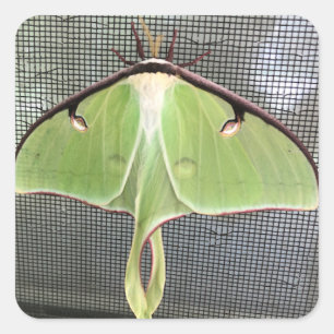 Lunar Moth Square Sticker