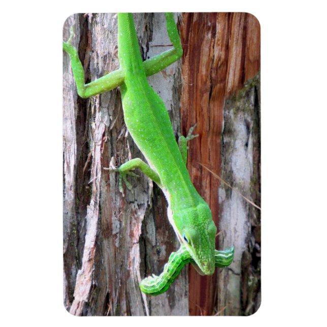 Lunch Anyone?  Green Anole (Lizard) Magnet (Vertical)