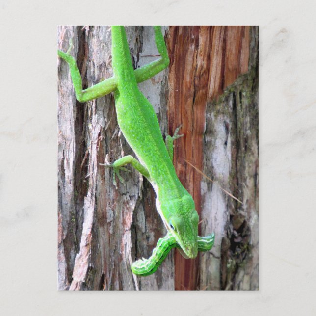 Lunch Anyone?  Green Anole (Lizard) Postcard (Front)