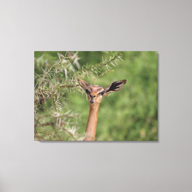 Lunch Time Canvas Print (Front)